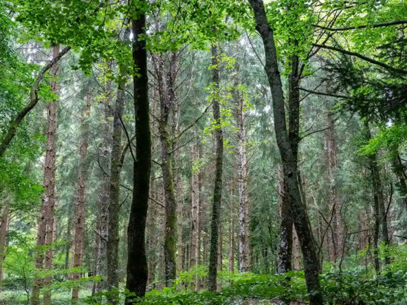 Vendre une foret