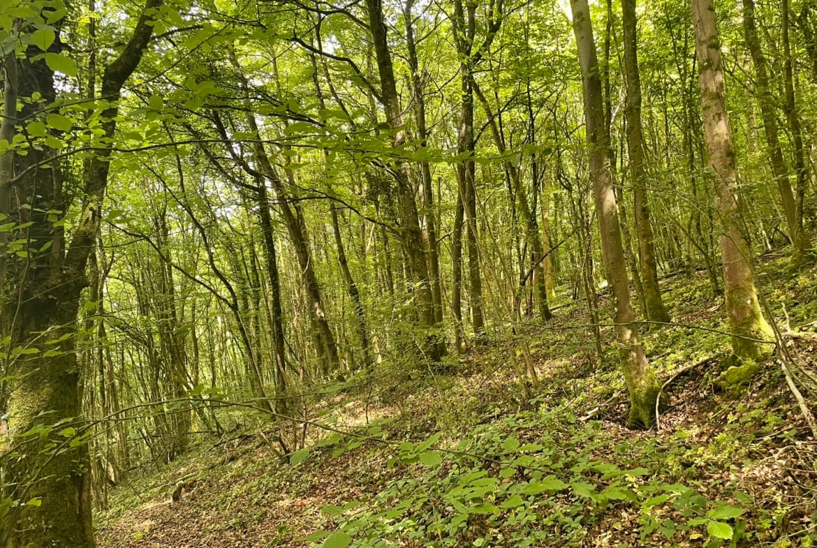 forêt Luxembourg