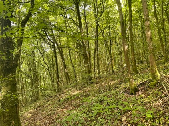 forêt Luxembourg