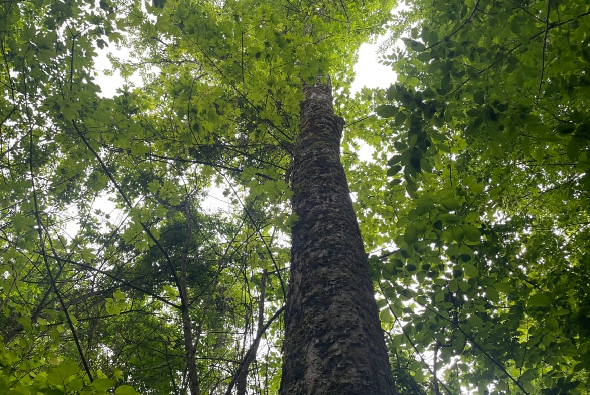 forêt Longlaville Luxembourg
