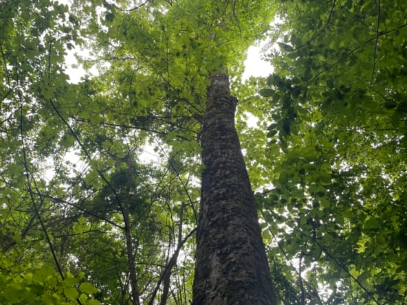 forêt Longlaville Luxembourg