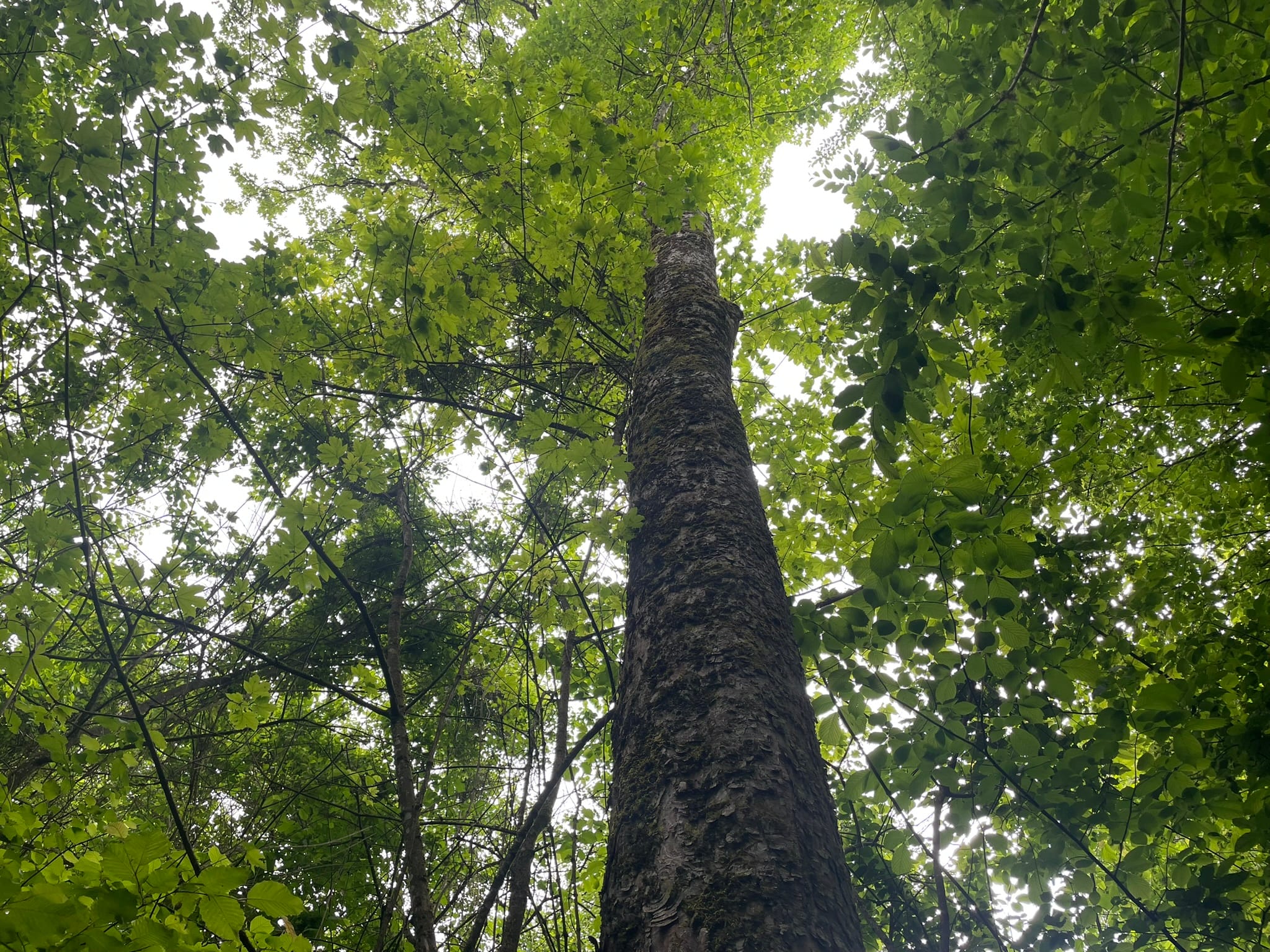 forêt Longlaville Luxembourg