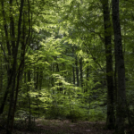 Acheter une foret