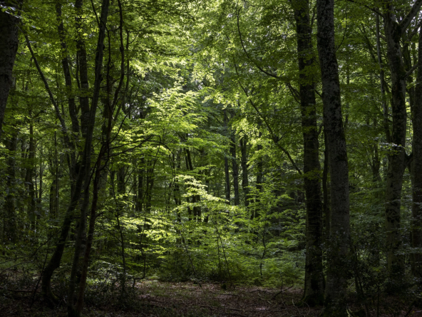 Acheter une foret
