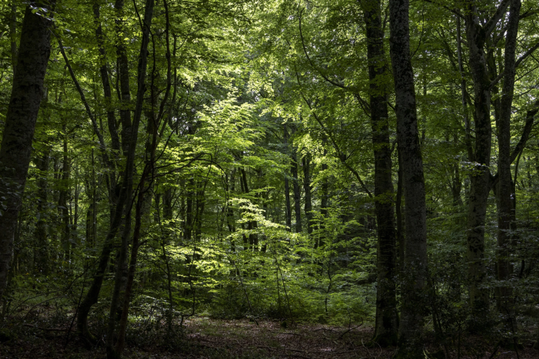 Acheter une foret