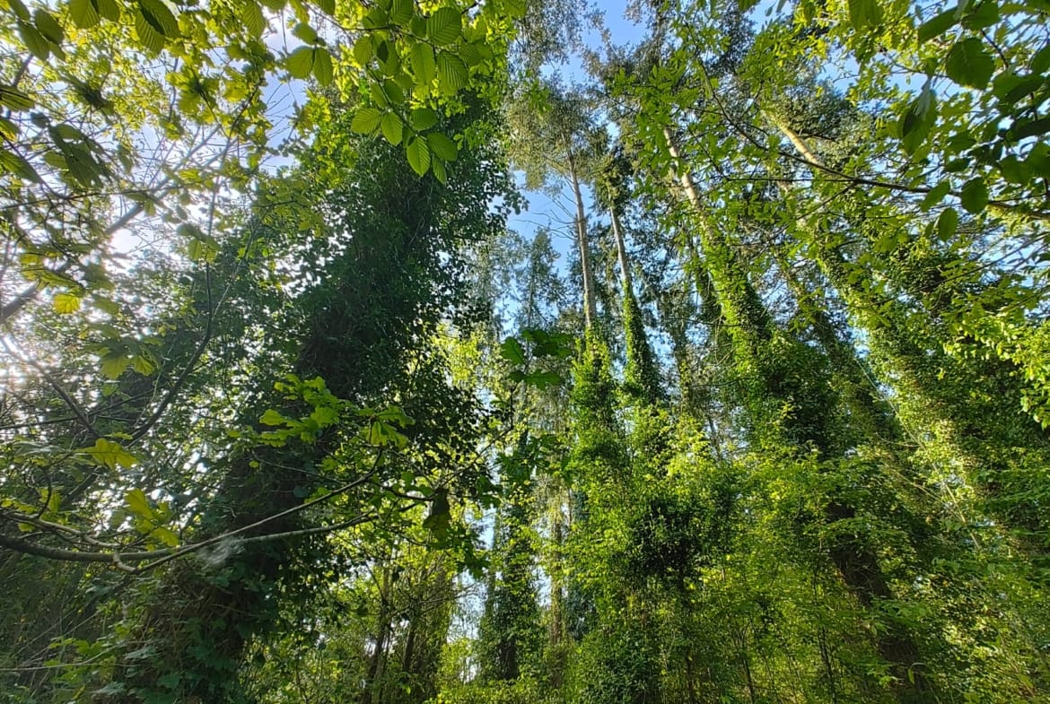 forêt de douglas à vendre Saint-Malo