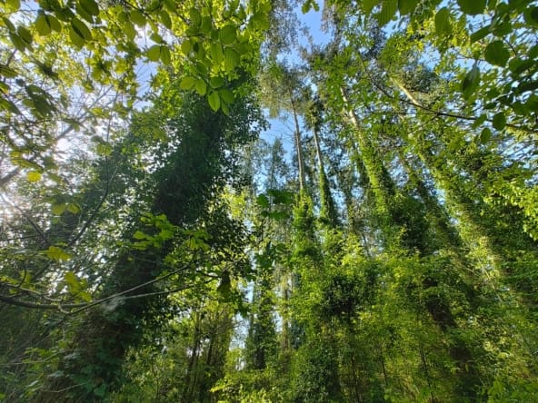 forêt de douglas à vendre Saint-Malo