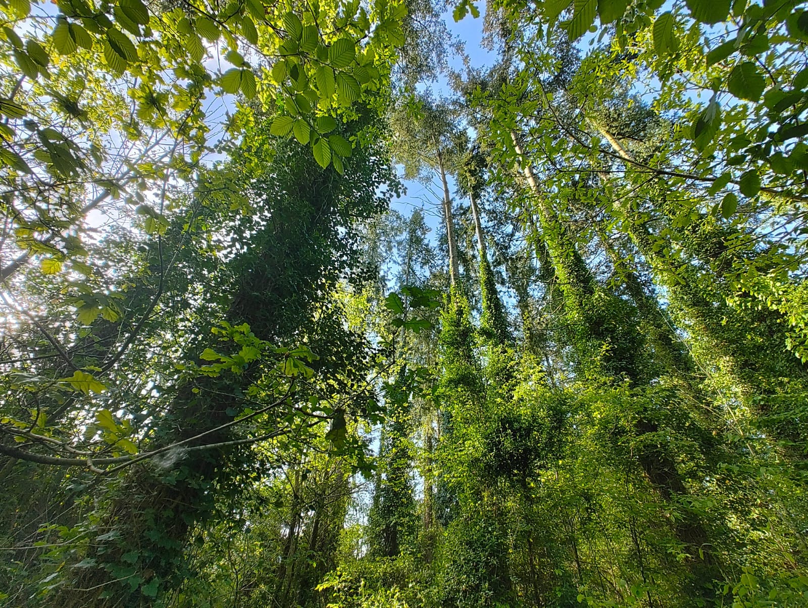 forêt de douglas à vendre Saint-Malo