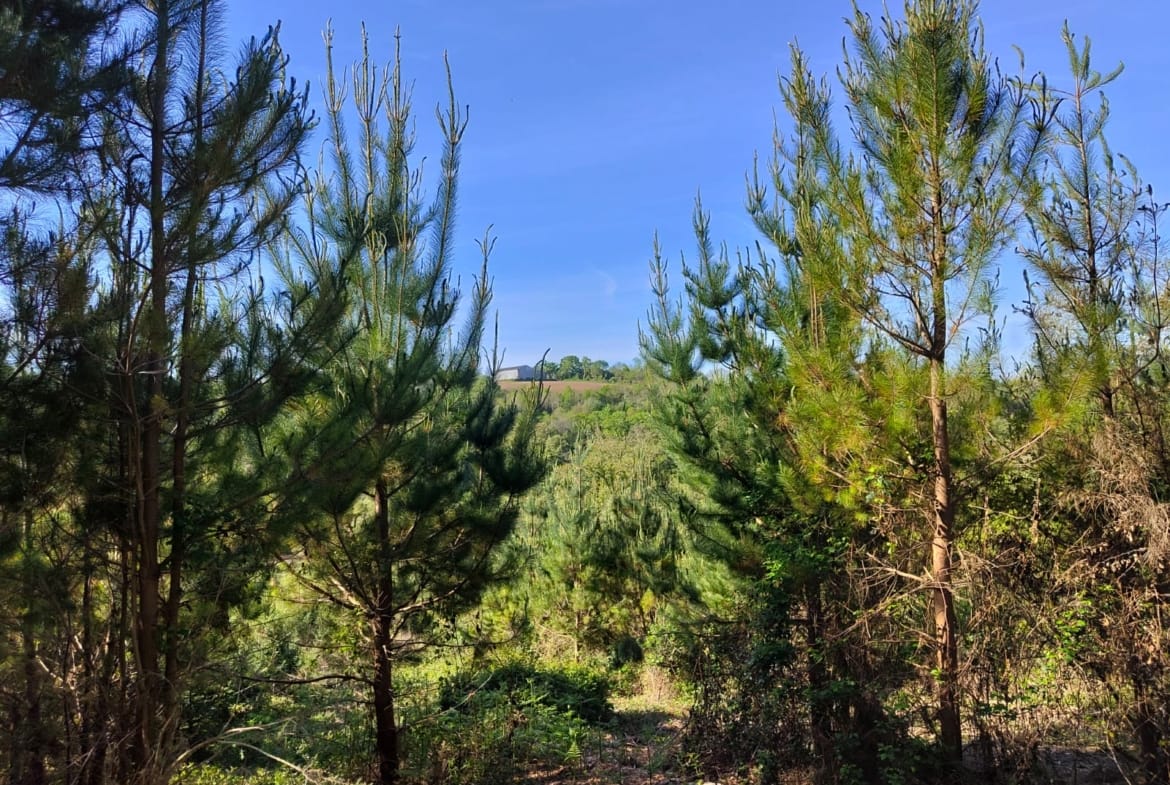 forêt à vendre Quimper