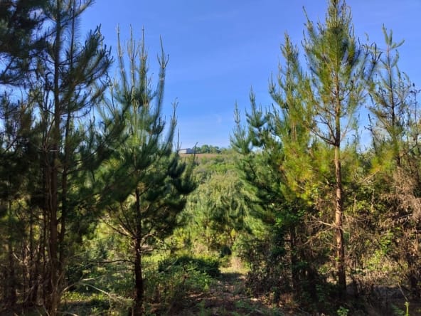forêt à vendre Quimper
