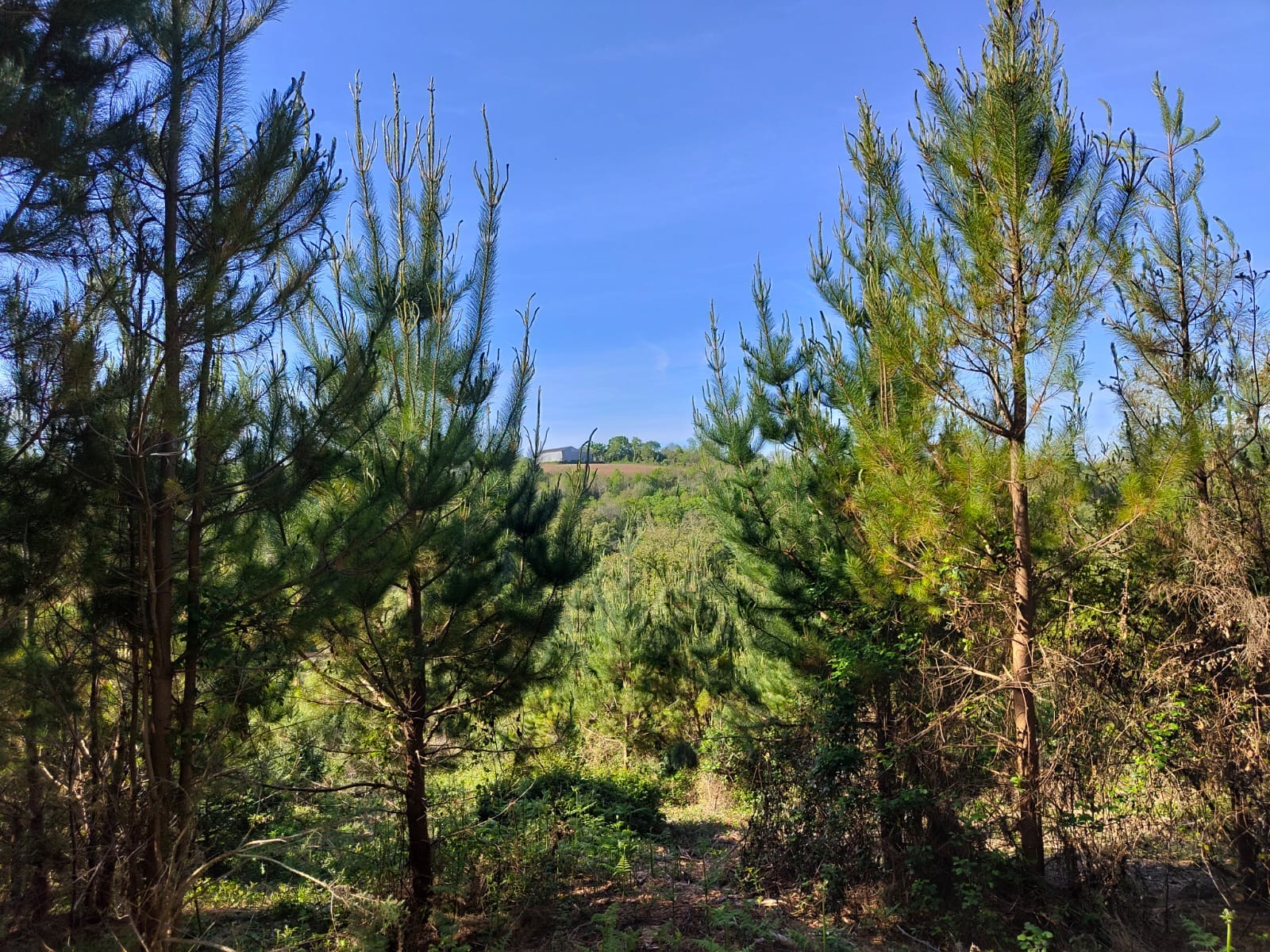 forêt à vendre Quimper