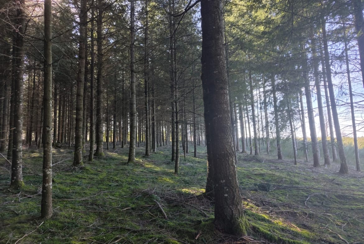 forêt Aveyron Laguiole