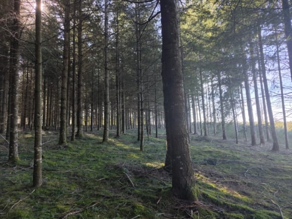 forêt Aveyron Laguiole