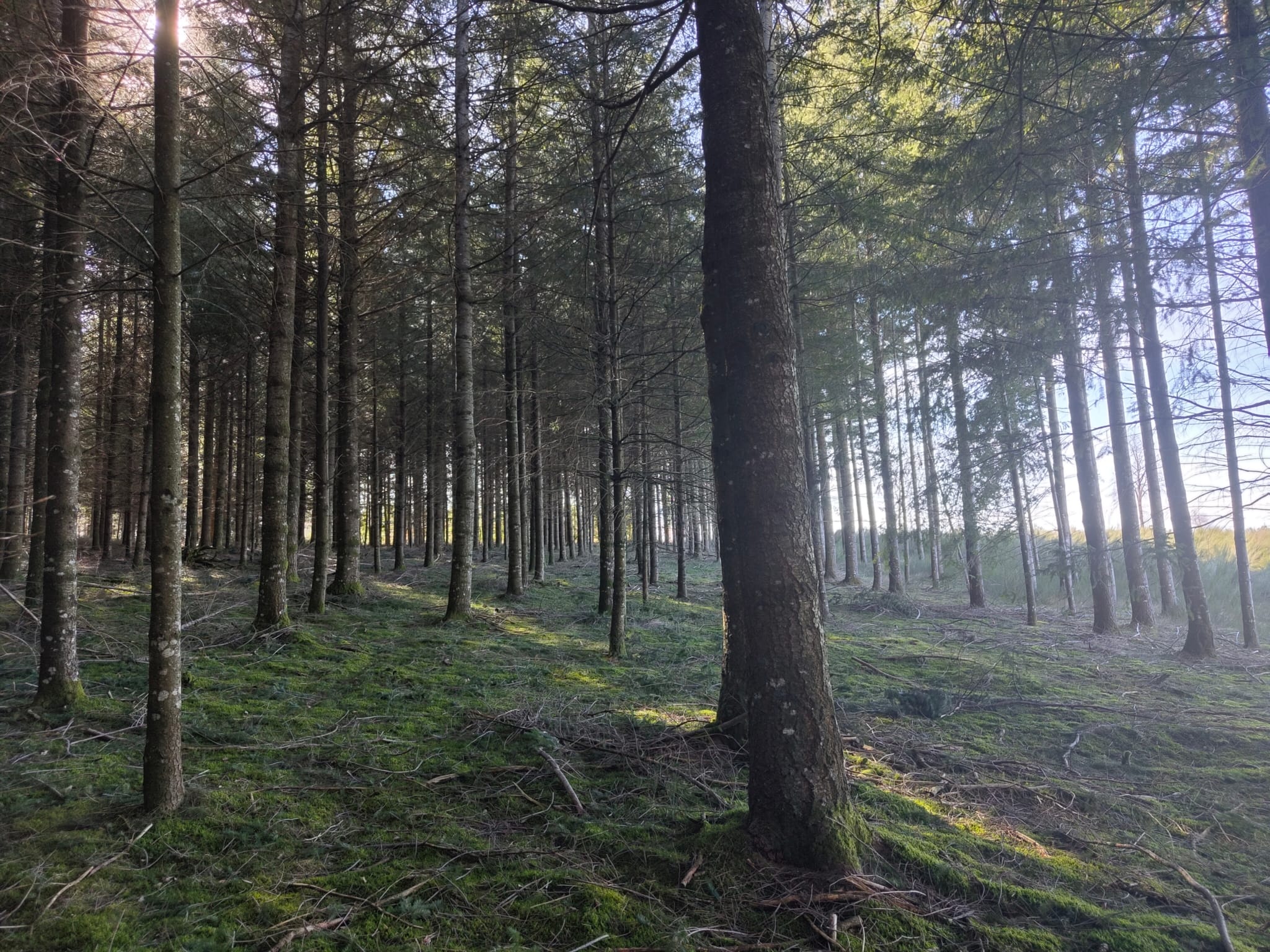 forêt Aveyron Laguiole