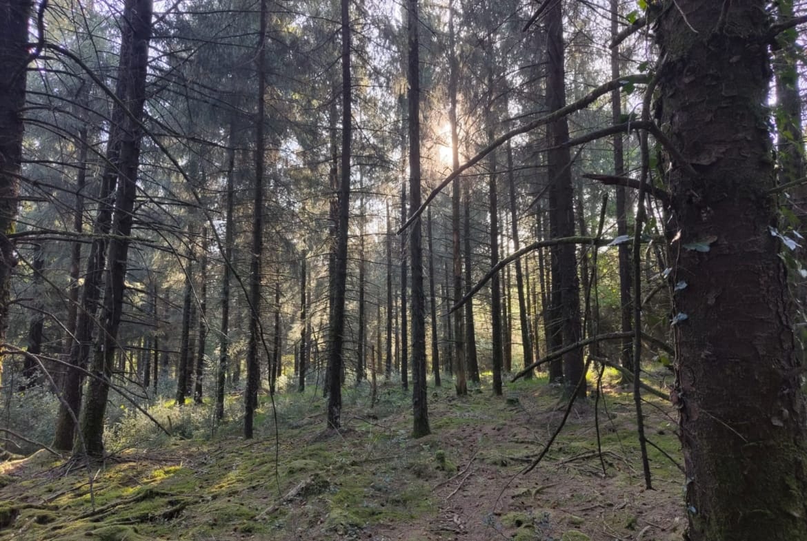 forêt à vendre finistère