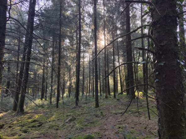 forêt à vendre finistère