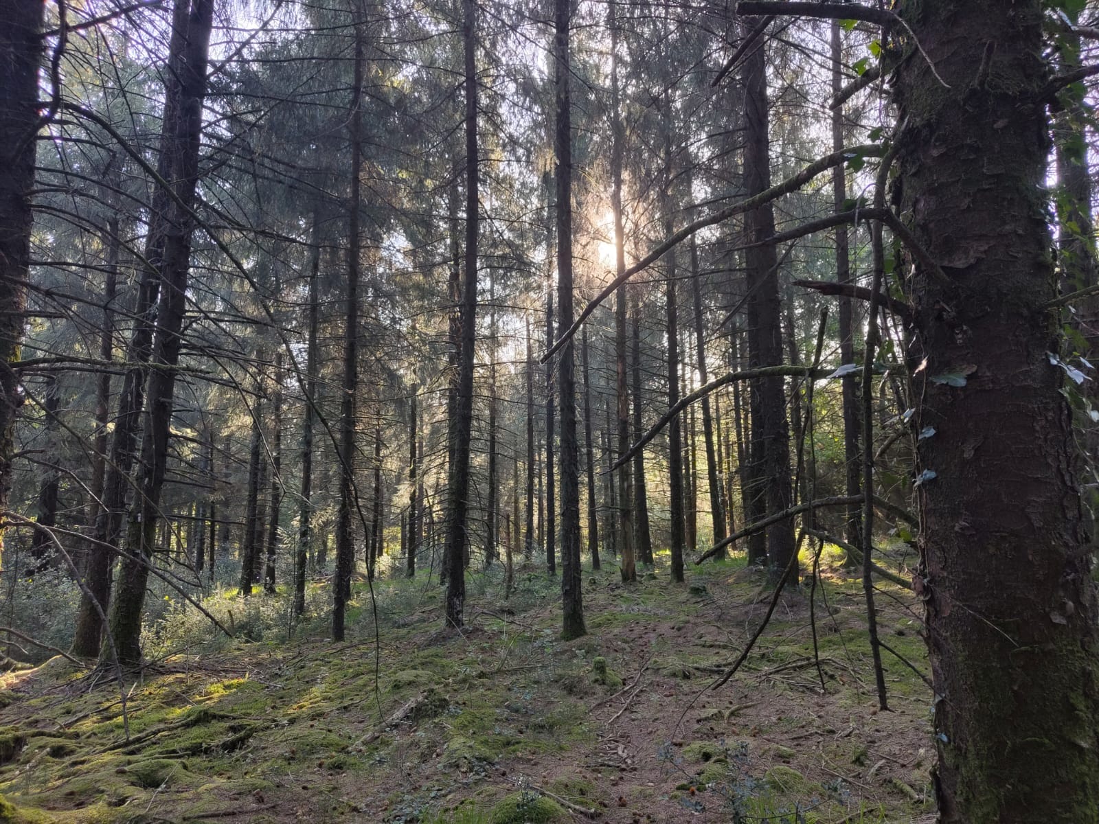 forêt à vendre finistère