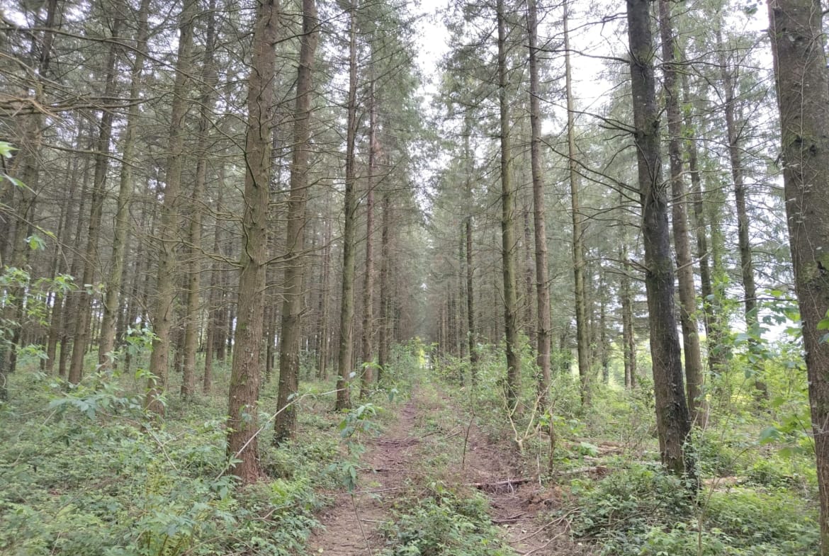 forêt de production à vendre Bretagne