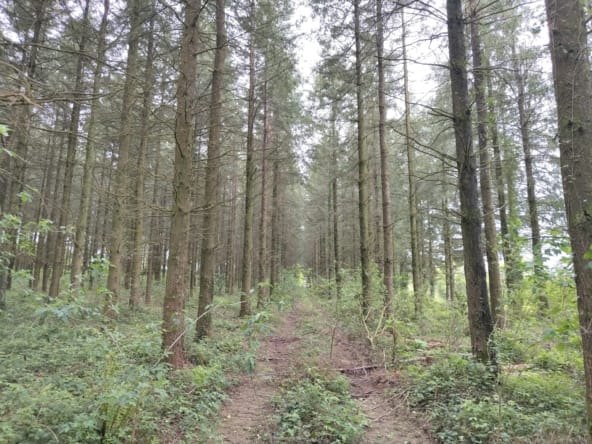 forêt de production à vendre Bretagne