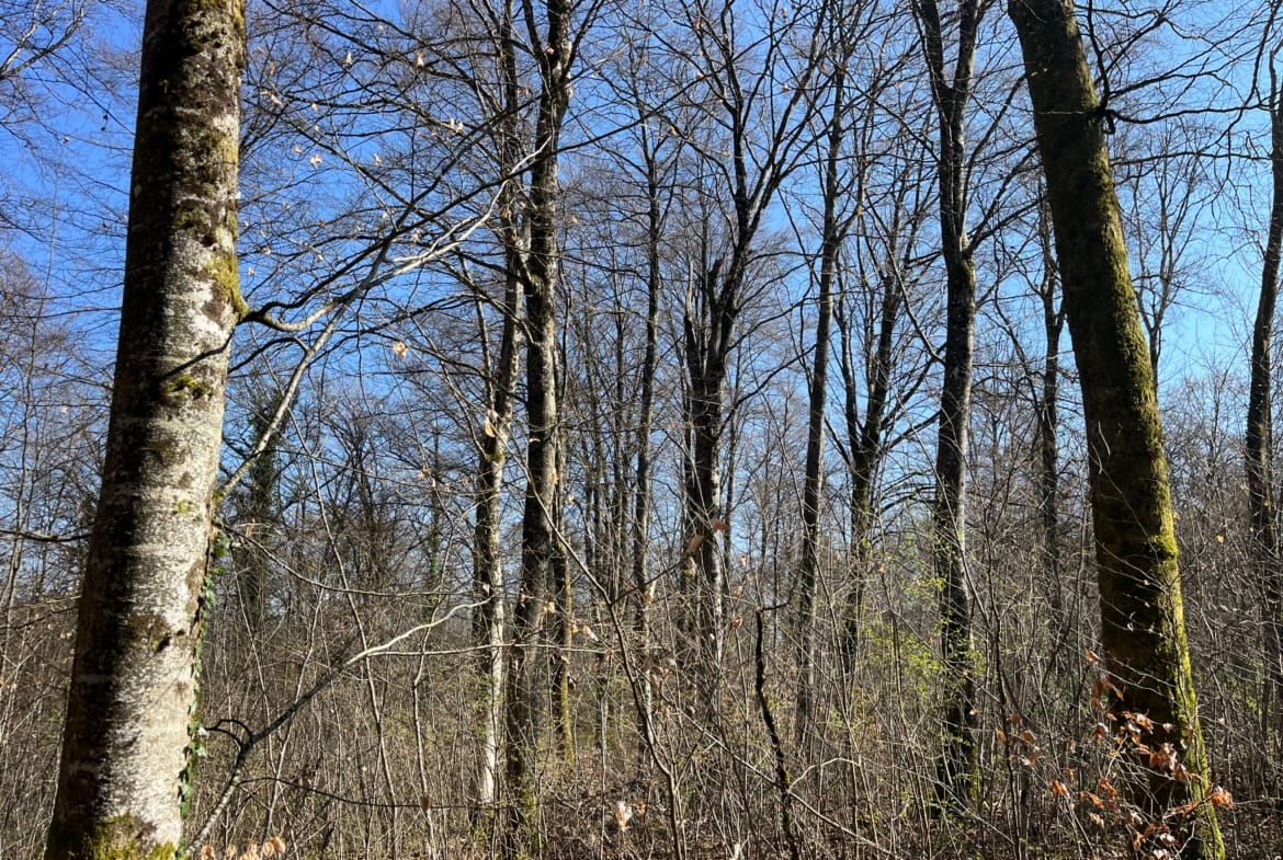 groupement forestier à vendre