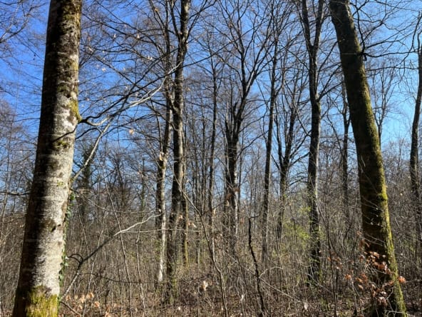 groupement forestier à vendre