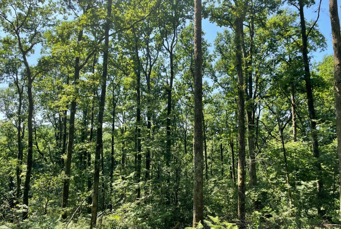 forêt de chênes à vendre