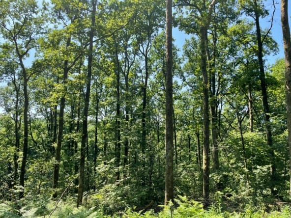 forêt de chênes à vendre