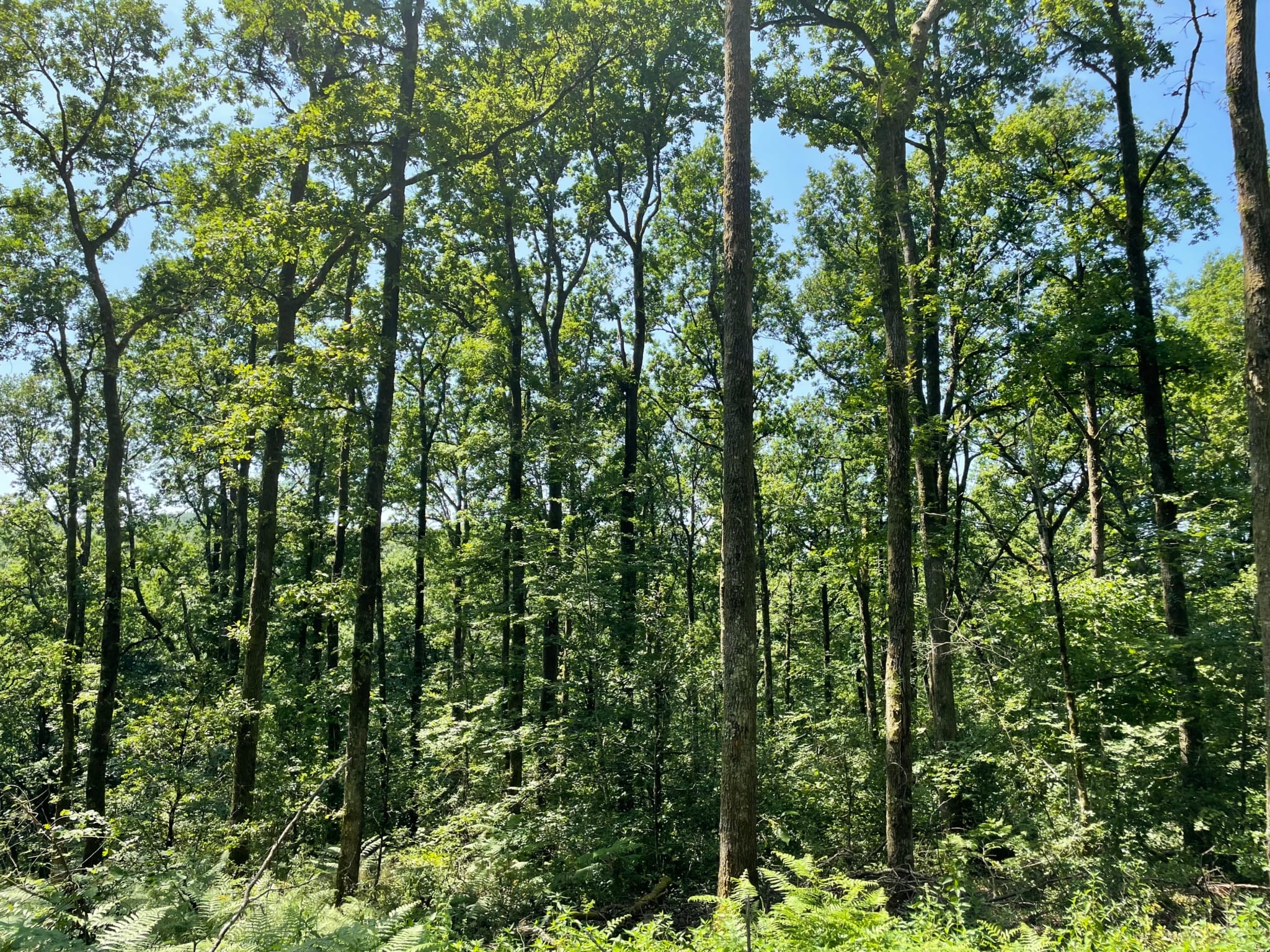 forêt de chênes à vendre
