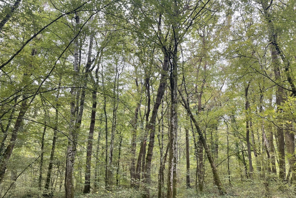 forêt à vendre Haute-Marne