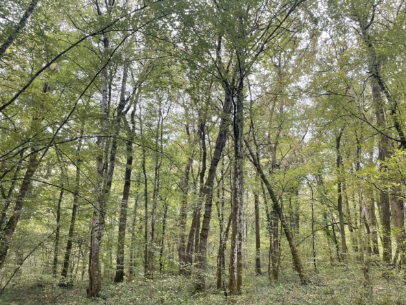 forêt à vendre Haute-Marne